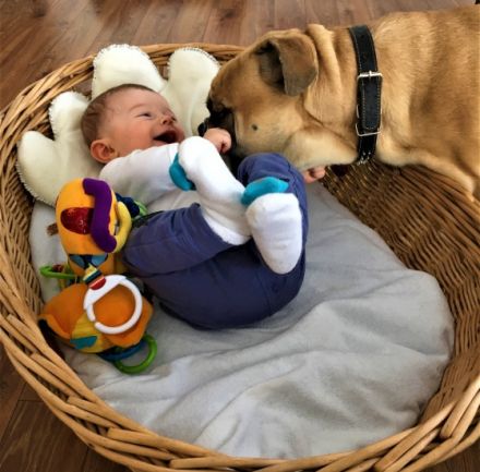 Ein schöner vielversprechender Hund sucht seine Familie