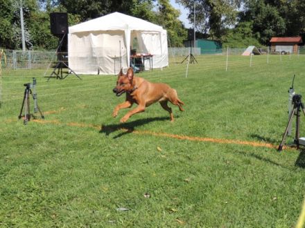 Hunderennen des VfH Leimersheim