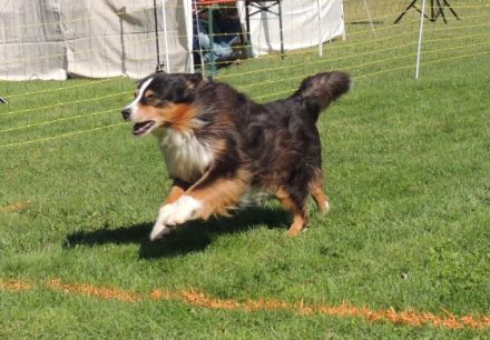 Hunderennen des VfH Leimersheim