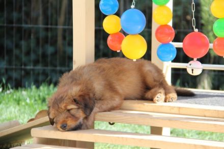 Wäller vom Bodensee