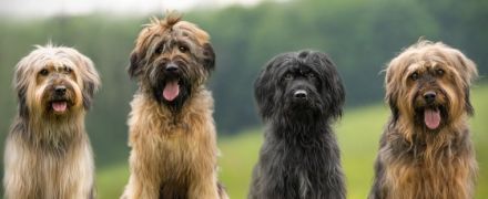 Wäller vom Bodensee