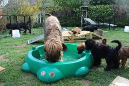 Wäller vom Bodensee