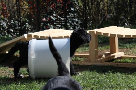 Wäller vom Bodensee