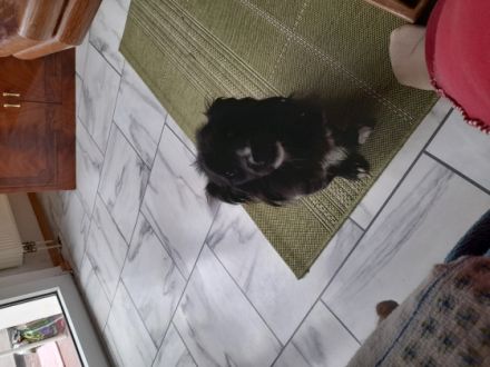 Juan ist ein kleiner Wildfang aus Bulgarien zur Zeit