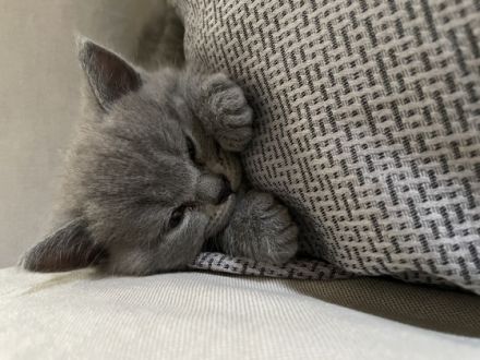 Meine reinrassige BKH Katze in Blue hat am 23. Mai 2022