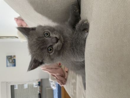 Meine reinrassige BKH Katze in Blue hat am 23. Mai 2022