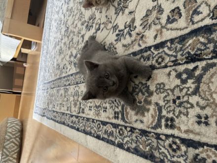 Meine reinrassige BKH Katze in Blue hat am 23. Mai 2022