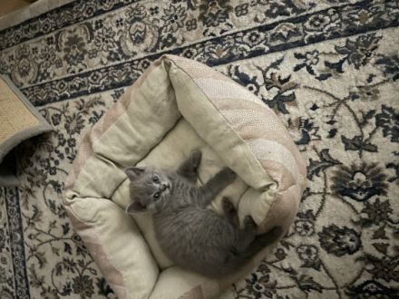 Meine reinrassige BKH Katze in Blue hat am 23. Mai 2022