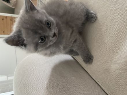 Meine reinrassige BKH Katze in Blue hat am 23. Mai 2022