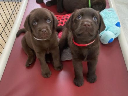 Will mich keiner? Einige meiner Geschwister haben eine