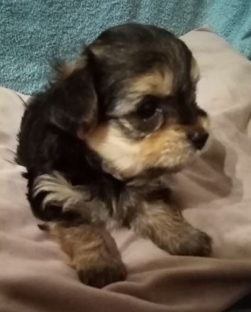 Hallo, wir sind Yorkshire Terrier 3 Mädchen, 4 Jungs