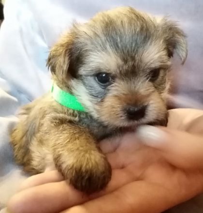 Hallo, wir sind Yorkshire Terrier 3 Mädchen, 4 Jungs