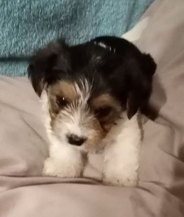 Hallo, wir sind Yorkshire Terrier 3 Mädchen, 4 Jungs