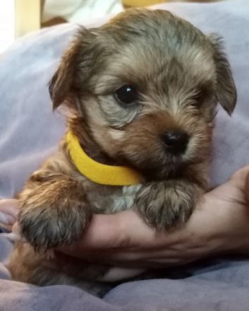 Hallo, wir sind Yorkshire Terrier 3 Mädchen, 4 Jungs