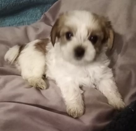 Hallo, wir sind Yorkshire Terrier 3 Mädchen, 4 Jungs