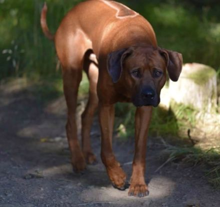 Sunka Tanka‘s Lionheart LIO