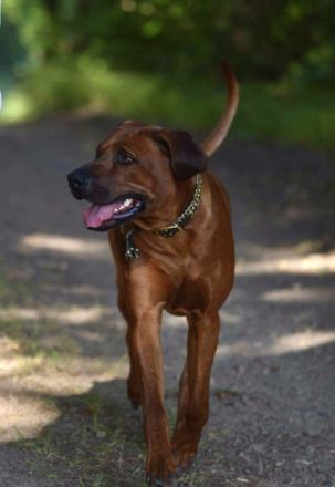 Sunka Tanka‘s Lionheart LIO