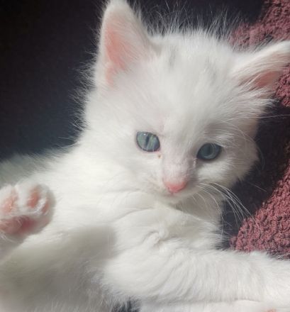 Wunderschöne Maine Coon mix sind sehr aufgeweckt, gehen