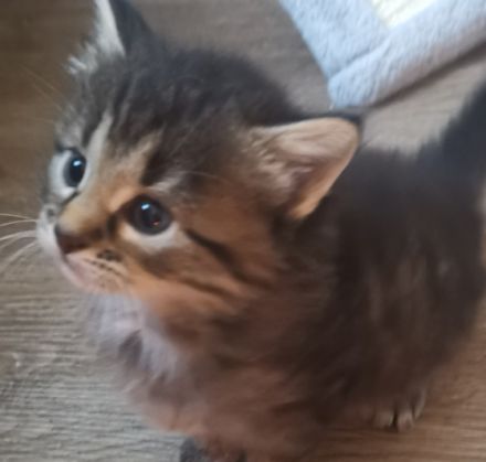 Wunderschöne Maine Coon mix sind sehr aufgeweckt, gehen