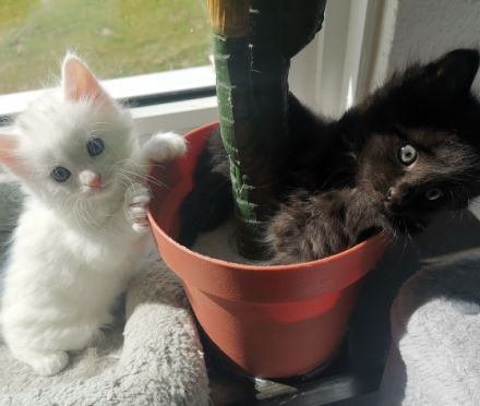 Wunderschöne Maine Coon mix sind sehr aufgeweckt, gehen