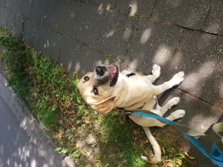 Bilbo, Hallo, Schweren Herzens haben wir uns dazu