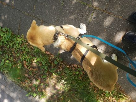 Bilbo, Hallo, Schweren Herzens haben wir uns dazu