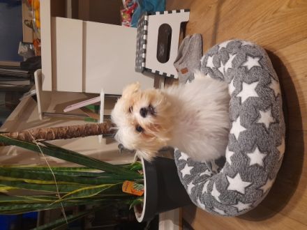 Hallo Freunde, Es ist noch 1 sehr schöner Havaneser