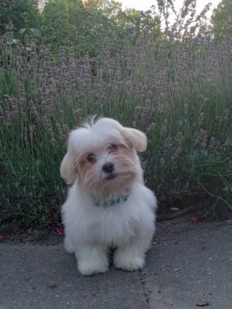 Hallo Freunde, Es ist noch 1 sehr schöner Havaneser