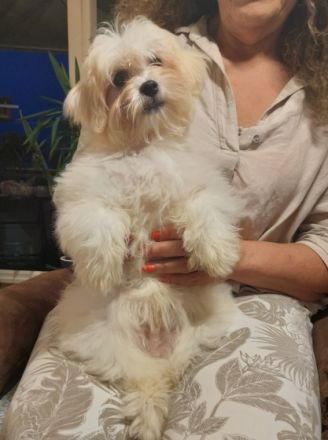 Hallo Freunde, Es ist noch 1 sehr schöner Havaneser