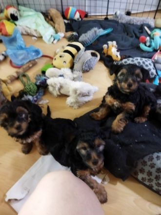 Hallo liebe Yorkshire Terrier . Herzllich Willkommen.