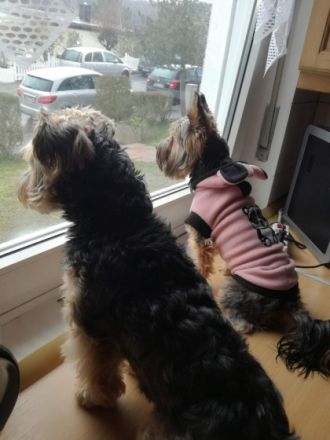 Hallo liebe Yorkshire Terrier . Herzllich Willkommen.