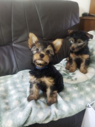 Hallo liebe Yorkshire Terrier . Herzllich Willkommen.