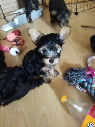 Hallo liebe Yorkshire Terrier . Herzllich Willkommen.