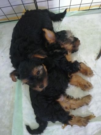 Hallo liebe Yorkshire Terrier . Herzllich Willkommen.