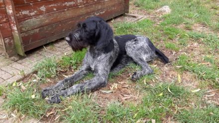 Blossom vom Muchhausener Feld, Deutsch-Drahthaar