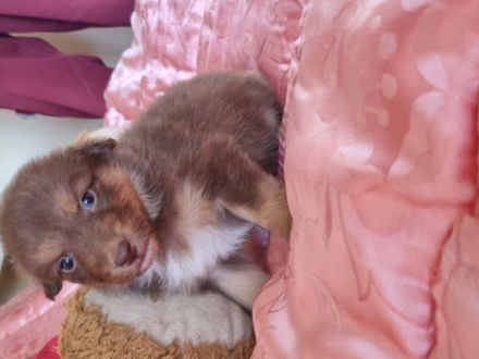 Meine kleinen wollknäule sind am 18.6. Geboren, alle