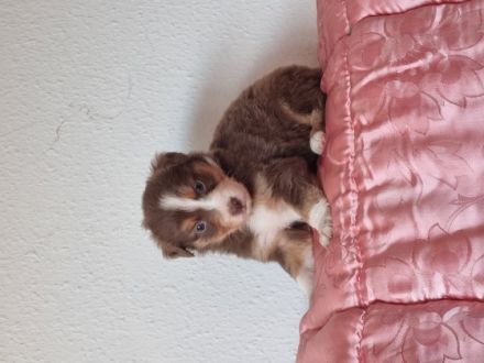 Meine kleinen wollknäule sind am 18.6. Geboren, alle