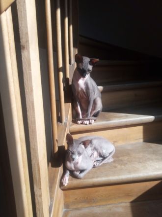 Cleo und Georg, Ich suche für meine zwei Syhnx Katzen