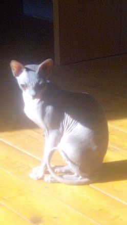 Cleo und Georg, Ich suche für meine zwei Syhnx Katzen