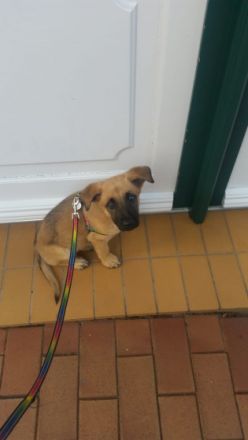 Verkaufen unsere Hündin sie ist knapp 13 Wochen alt