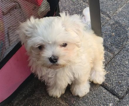 Wir haben noch 2 süße, kleine Malteser-Rüden-Welpen zu