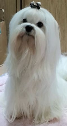 Wir haben noch 2 süße, kleine Malteser-Rüden-Welpen zu