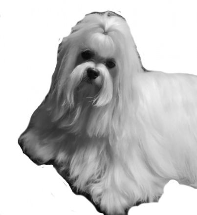 Wir haben noch 2 süße, kleine Malteser-Rüden-Welpen zu