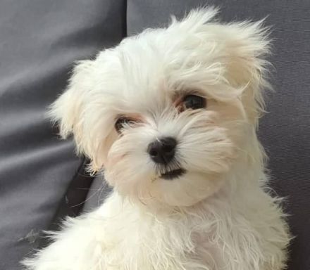 Wir haben noch 2 kerngesunde, süße Malteser-Rüden