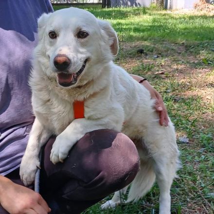 Rüde Max / derzeit noch in Griechenland