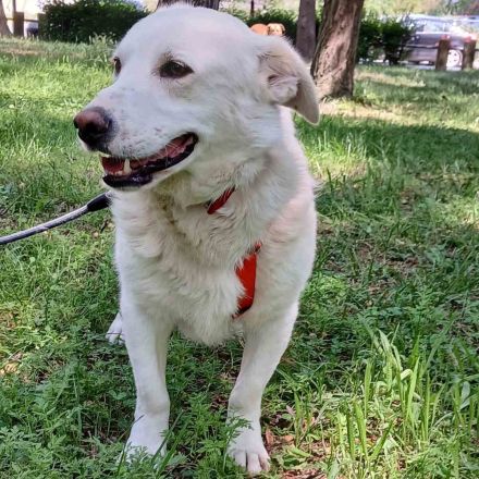 Rüde Max / derzeit noch in Griechenland