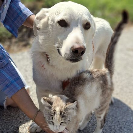Rüde Max / derzeit noch in Griechenland / vorgemerkt