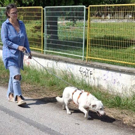 Rüde Max / derzeit noch in Griechenland / vorgemerkt