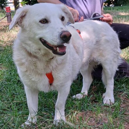 Rüde Max / derzeit noch in Griechenland