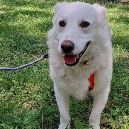 Rüde Max / derzeit noch in Griechenland